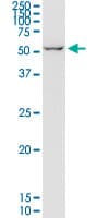 LGTN / EIF2D Antibody (clone 2D10)