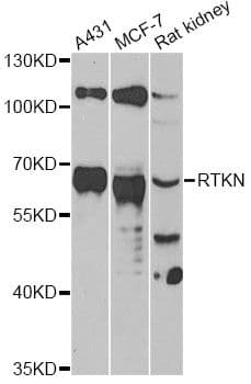 RTKN / Rhotekin Antibody