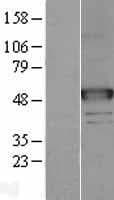 NAGA Protein (Over-Expression Lysate Myc-DDK (Flag))