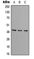 Polyclonal Rabbit anti-Human DFFB Antibody (N-Terminus, WB)