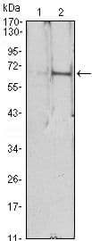 EPO / Erythropoietin Antibody (clone 4F11)