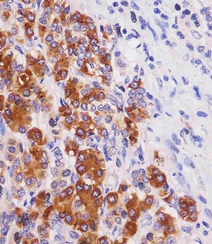 REG3G Antibody (clone 1790CT313.66.2)