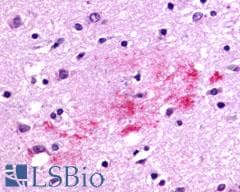 PathPlus™ RXFP3 Antibody (C-Terminus)