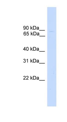 ZNF483 Antibody (aa287-336)