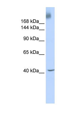 TAF1 Antibody (aa1800-1849)
