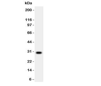 Polyclonal Rabbit anti-Mouse MMP7 / Matrilysin Antibody (aa95-264, IHC, WB)
