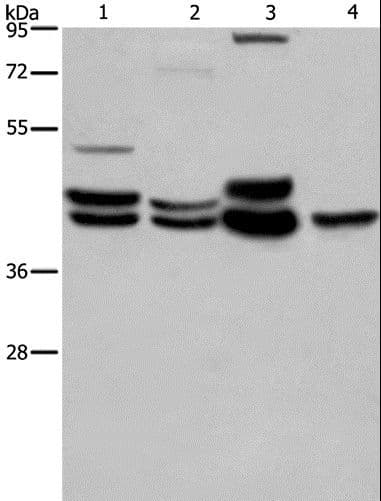 ERK1 + ERK2 Antibody