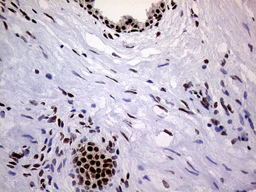 RING1 Antibody (aa88-362, clone OTI3G7)