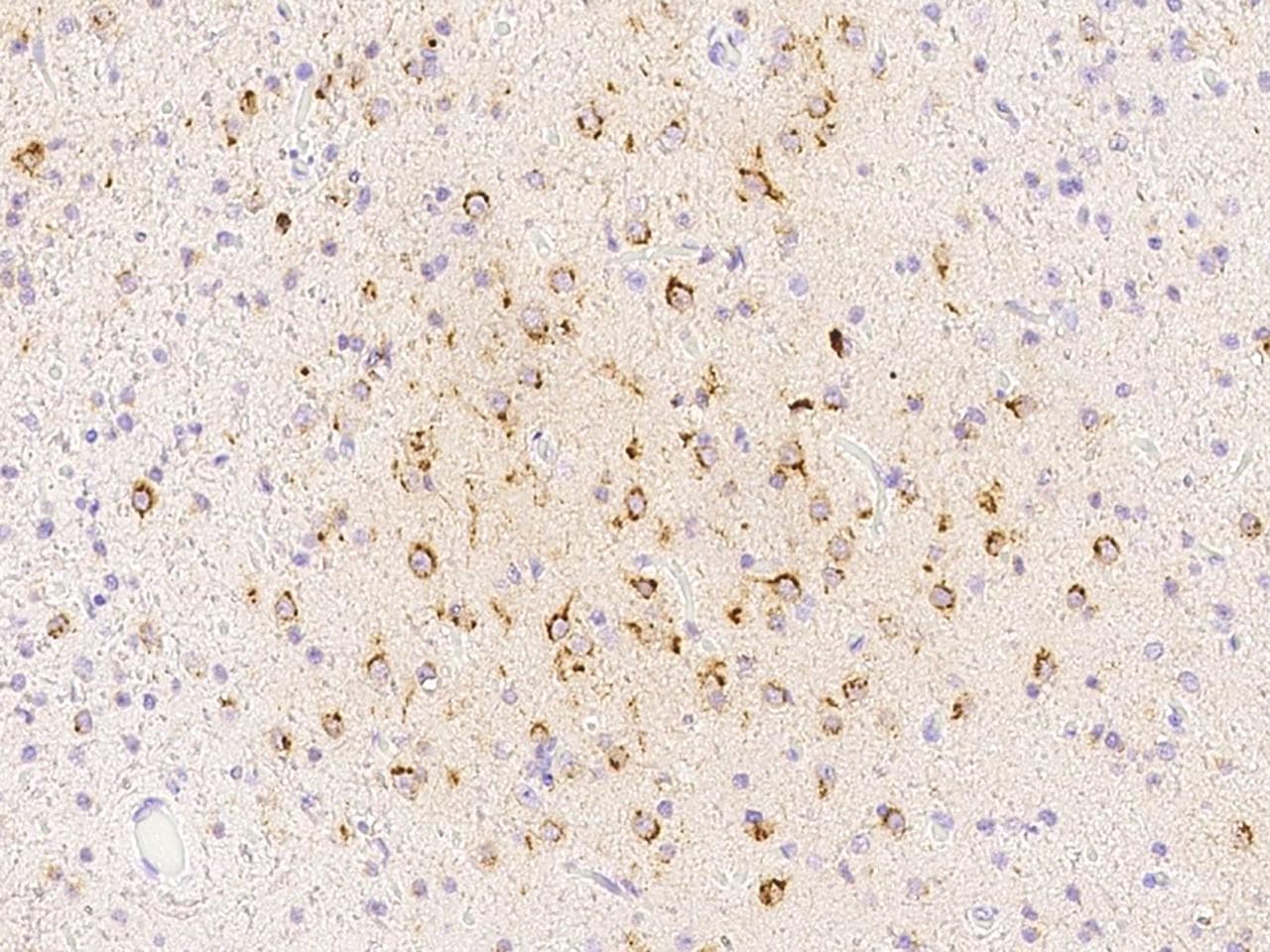 Polyclonal Rabbit anti-Human SPARCL1 / Hevin Antibody (Preservative Free, IHC)