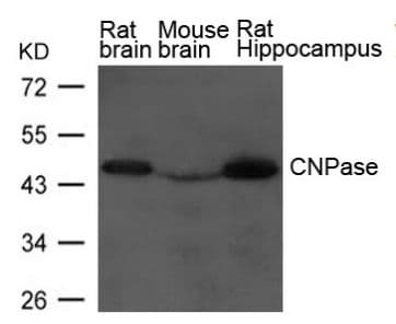 Polyclonal Rabbit anti-Human CNPase Antibody (WB)