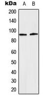 Polyclonal Rabbit anti-Human STAT5 A+B Antibody (phospho-Tyr694/Tyr699, IHC, WB)