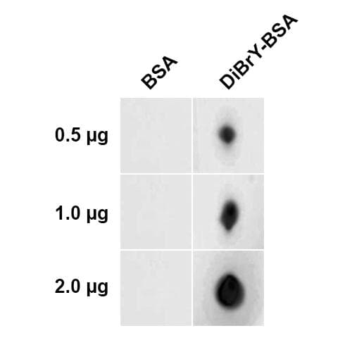Dibromo-tyrosine Antibody (clone 6G3, APC)