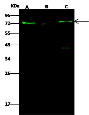 PAK1 Antibody (Preservative Free)
