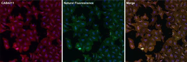Polyclonal Goat Anti-Rabbit IgG Secondary Antibody (DY550, IHC, IF, WB)