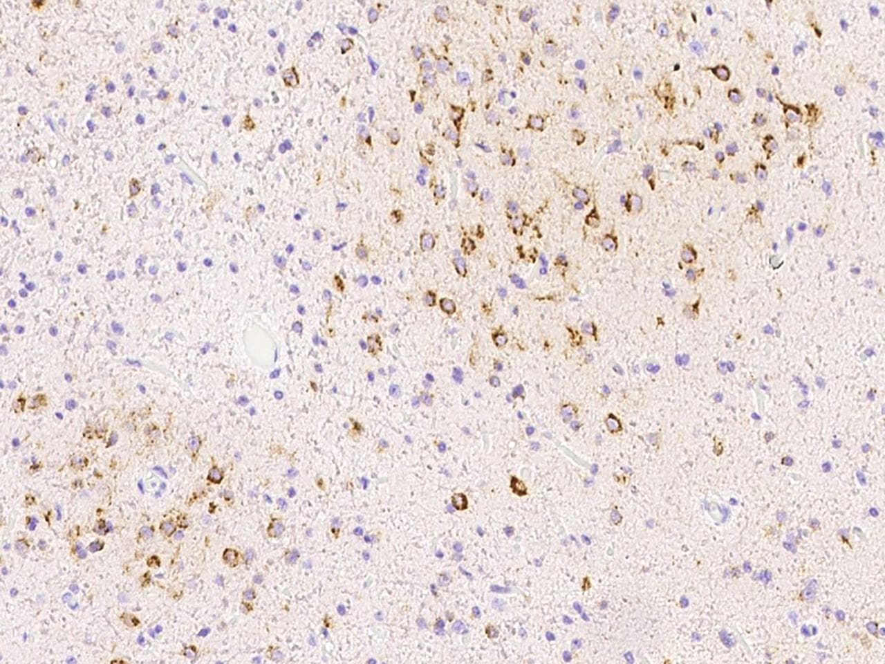 Polyclonal Rabbit anti-Human SPARCL1 / Hevin Antibody (Preservative Free, IHC)