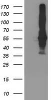 SEC14L2 Antibody (clone OTI1F10, Carrier-free)
