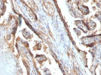 LGALS13 / Galectin 13 Antibody (clone PP13/1161, Azide-free, BSA-free)
