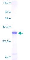 Human ZNF593 Protein (Recombinant GST)