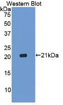 CASP1 / Caspase 1 Antibody (aa120-297, Biotin)