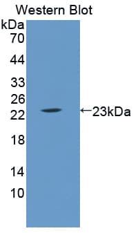 Lcn5 / Lipocalin 5 Antibody (aa28-187)