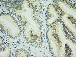 HID1 / C17orf28 Antibody (clone OTI5C4)