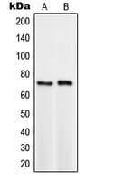 TCF3 / E2A Antibody (C-Terminus)