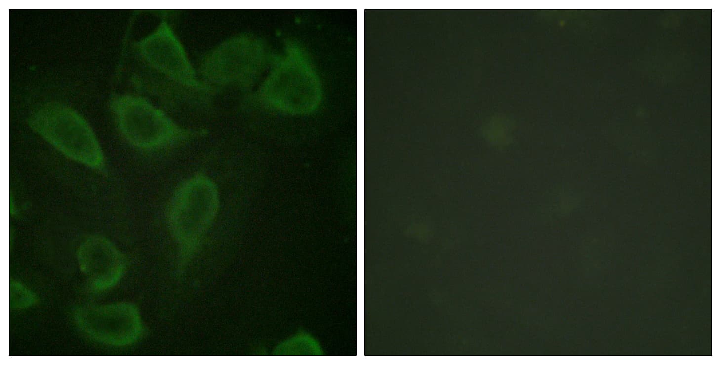 Polyclonal Rabbit anti-Human PECAM-1 / CD31 Antibody (phospho-Tyr713, IF, WB)