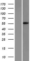 APEX2 Protein (Over-Expression Lysate Myc-DDK (Flag))