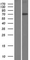 C19orf44 Protein (Over-Expression Lysate Myc-DDK (Flag))