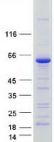 Human MARVELD2 / Tricellulin Protein (Recombinant Myc-DDK (Flag))