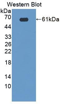 BCAR3 Antibody (aa548-818)