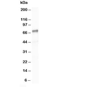Polyclonal Rabbit anti-Human PTPN11 / SHP-2 / NS1 Antibody (aa578-592, IHC, WB)