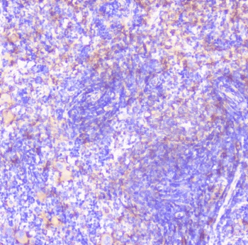 CD32A Antibody