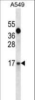 Polyclonal Rabbit anti-Human IGF1 Antibody (aa115-144, IHC, IF, WB)