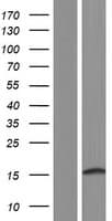 SMIM3 / C5orf62 Protein (Over-Expression Lysate Myc-DDK (Flag))