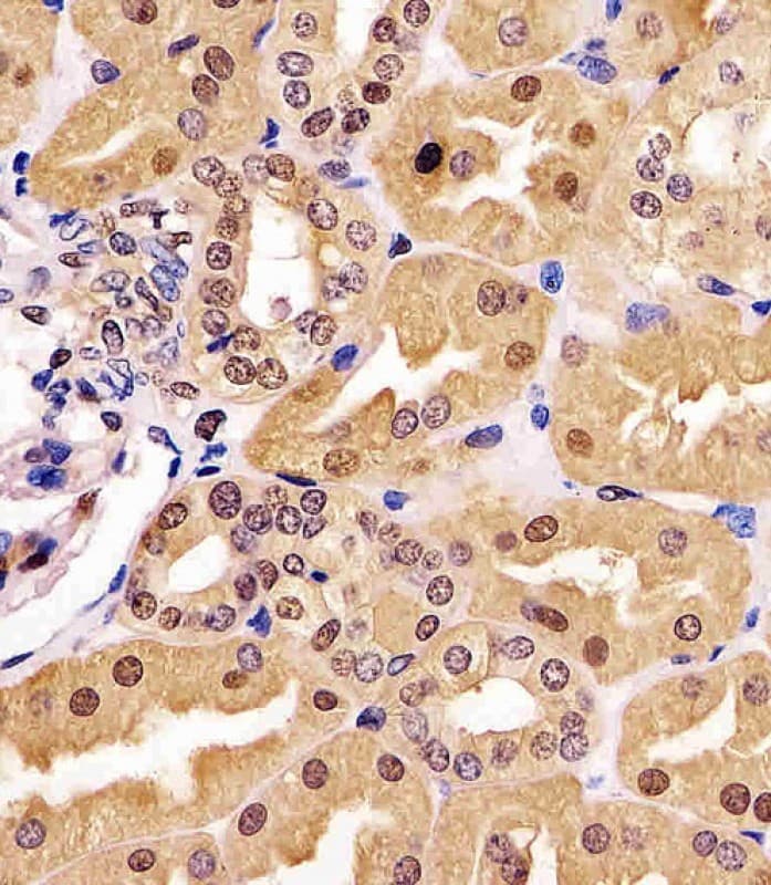 GAPDH Antibody (clone 1653CT401.3.33)