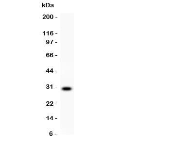 Polyclonal Rabbit anti-Human CD8 Antibody (aa22-187, IHC, WB)