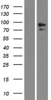 MME / CD10 Protein (Over-Expression Lysate Myc-DDK (Flag))