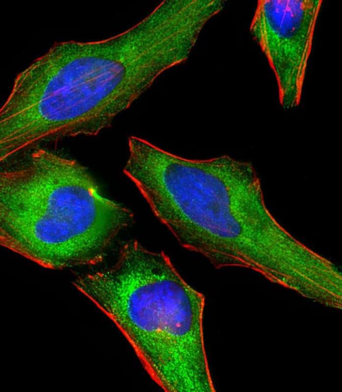 DNM2 / Dynamin-2 Antibody (N-Terminus)