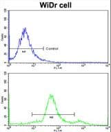 YWHAG / 14-3-3 Gamma Antibody (aa136-164)