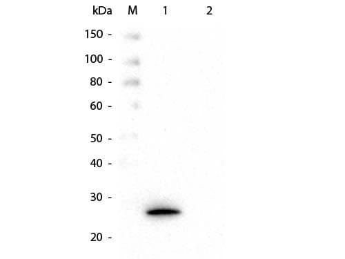 GSTK1 Antibody (clone 16A11.E4.E3.E7)