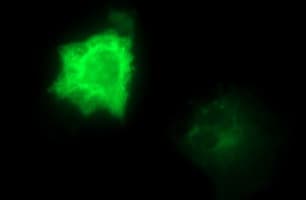 CEP68 Antibody (clone OTI5B4)