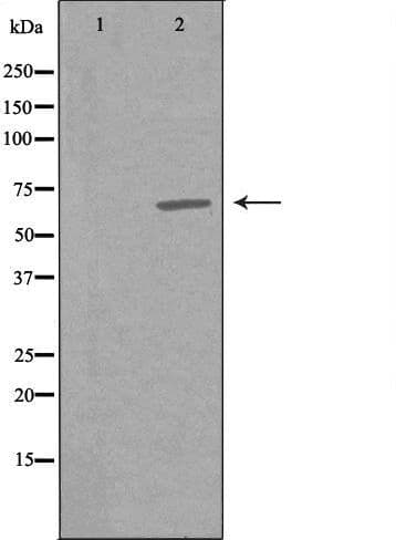 Polyclonal Rabbit anti-Human SLC9A9 / NHE9 Antibody (IF, WB)
