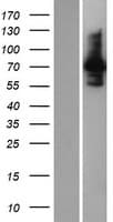 INPP5E Protein (Over-Expression Lysate Myc-DDK (Flag))