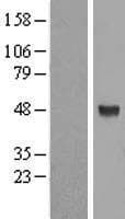 ALG2 Protein (Over-Expression Lysate Myc-DDK (Flag))