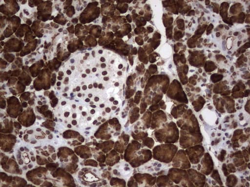 MLF1 Antibody (clone UMAB138)