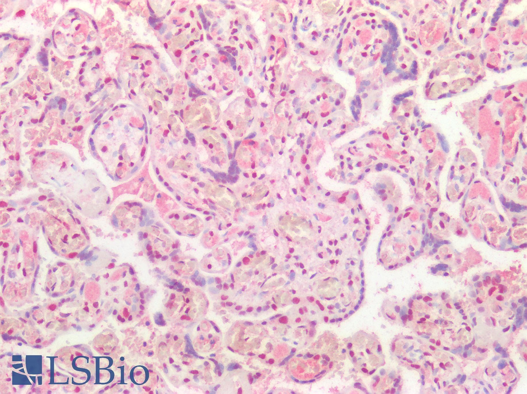 PathPlus™ TDP-43 / TARDBP Antibody (aa140-153)