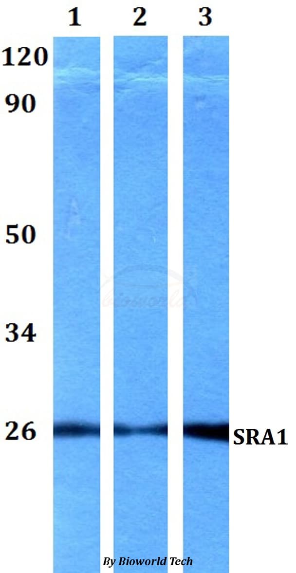 Polyclonal Rabbit anti-Human SRA1 / SRA Antibody (WB)