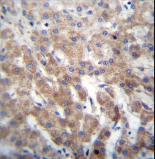 FGFRL1 Antibody (aa131-160)
