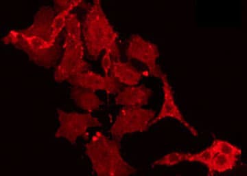 Polyclonal Rabbit anti-Human MLK4 / KIAA1804 Antibody (IF, WB)